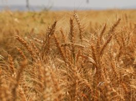 Wheat growing in Iraq. ©FAO/Ismael Adnan