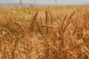 Wheat growing in Iraq.©FAO/Ismael Adnan