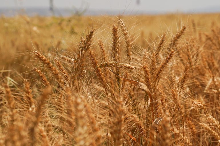 Wheat growing in Iraq. ©FAO/Ismael Adnan