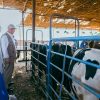 Rein Paulsen, Director of FAO’s Office of Emergencies and Resilience, observes cattle at Kuku Dairy Complex during the inauguration of the 2026 livestock vaccination campaign. ©FAO/Shuaib Shamrouk