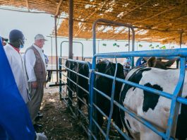 Rein Paulsen, Director of FAO’s Office of Emergencies and Resilience, observes cattle at Kuku Dairy Complex during the inauguration of the 2026 livestock vaccination campaign. ©FAO/Shuaib Shamrouk