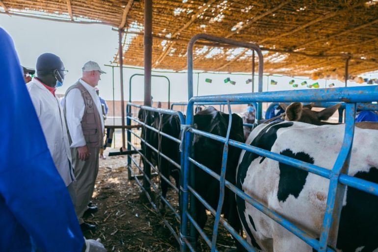 Rein Paulsen, Director of FAO’s Office of Emergencies and Resilience, observes cattle at Kuku Dairy Complex during the inauguration of the 2026 livestock vaccination campaign. ©FAO/Shuaib Shamrouk