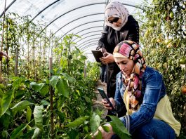 Established by the Director-General in 2022, SIF is a key pillar of the World Food Forum (WFF), whose theme this year is "Innovate Today. Nourish Tomorrow." ©FAO