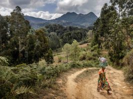 Dryland forests provide vital ecosystems, resources and livelihoods for communities around the world. ©FAO/Luis Tato